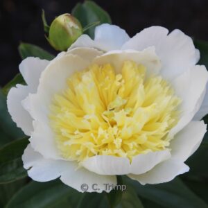 Paeonia lactiflora 'Honey Gold'