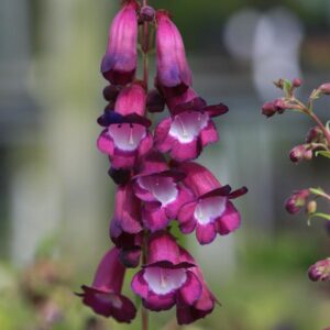 Penstemon 'Purple Passion'