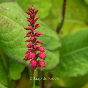 Persicaria amplexicaulis 'Firedance'
