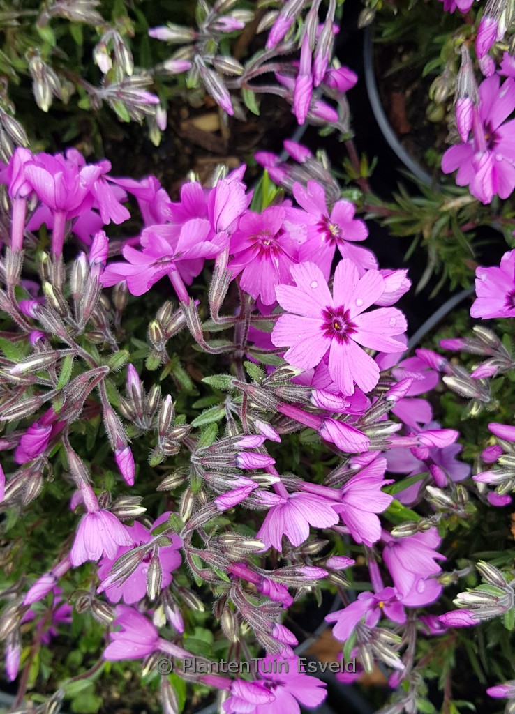 Phlox 'Fabulous Dark Rose Eye'