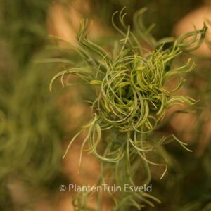 Pinus strobus 'Tiny Kurls'