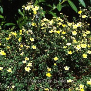 Potentilla fruticosa 'Longacre'