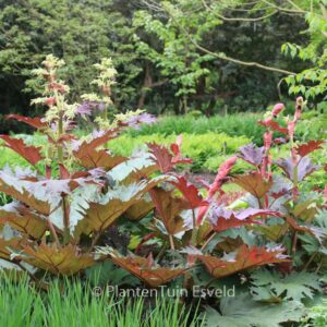 Rheum palmatum
