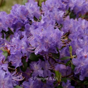Rhododendron 'Crater Lake'