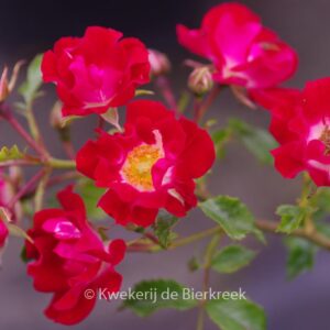 Rosa 'Rambling Rosie'