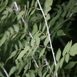 Rubus thibetanus 'Silver Fern'