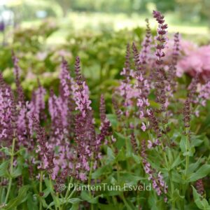 Salvia nemorosa 'Flor Sal Roz' (SENSATION DEEP ROSE)