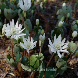 Sanguinaria canadensis