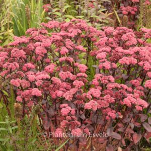 Sedum telephium 'Karfunkelstein'