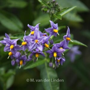 Solanum crispum 'Glasnevin'