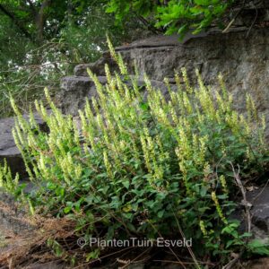 Teucrium scorodonia