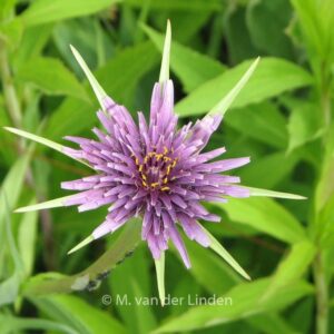 Tragopogon porrifolius