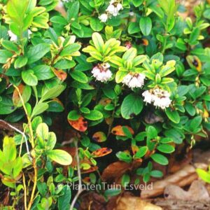 Vaccinium vitis-idaea 'Koralle'