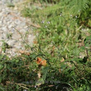 Veronica officinalis