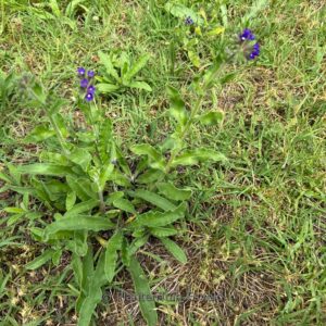Anchusa azurea