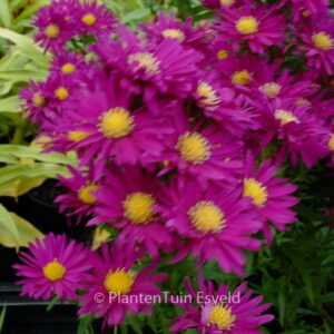 Aster novi-belgii 'Crimson Brocade'