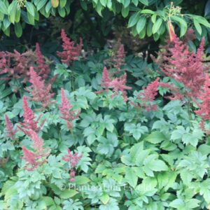 Astilbe 'Glut'