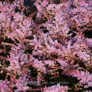 Astilbe chinensis 'Delft Lace'