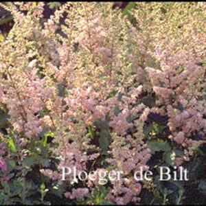 Astilbe chinensis 'Finale'