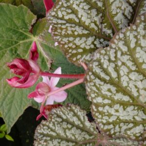 Begonia 'Sterling Moon'