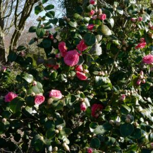 Camellia japonica 'Rosedale's Beauty'