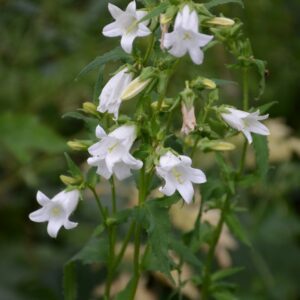 Campanula trachelium 'Alba'