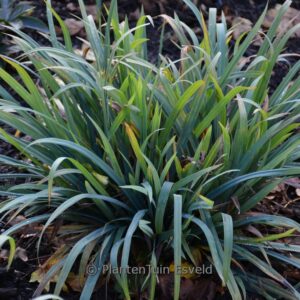 Carex flacca 'Blue Zinger'