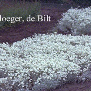 Cerastium tomentosum 'Silberteppich'