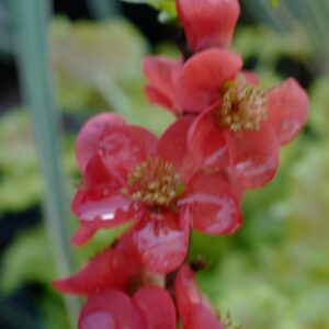 Chaenomeles speciosa 'Ainoomoi' (RED KIMONO)