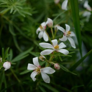 Choisya dewitteana 'Little Bee'
