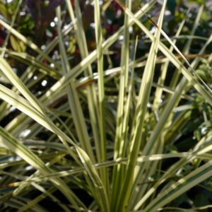 Cordyline australis 'Lime Passion'