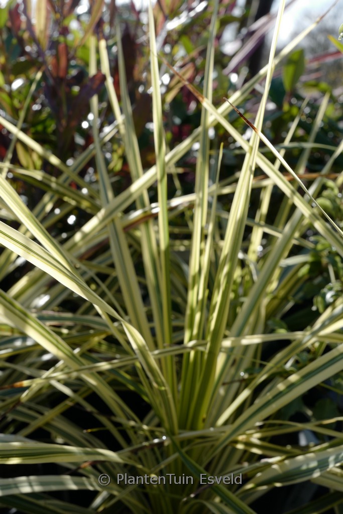 Cordyline australis 'Lime Passion'