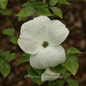 Cornus nuttallii