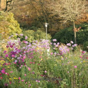 Cosmos bipinnatus