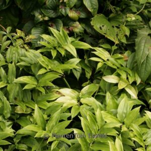 Disporopsis aspera