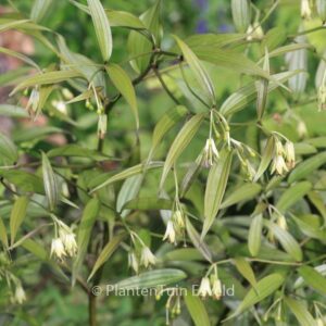 Disporum cantoniense 'Night Heron'