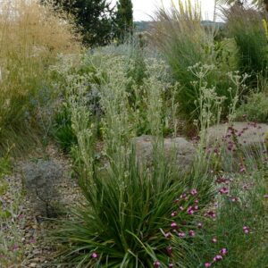 Eryngium eburneum