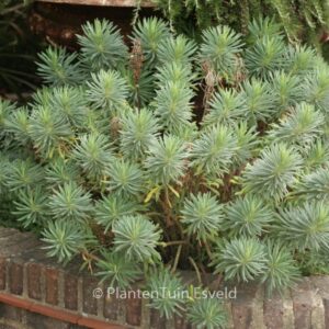 Euphorbia characias 'Humpty Dumpty'