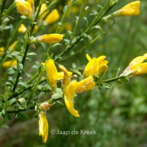 Genista tinctoria