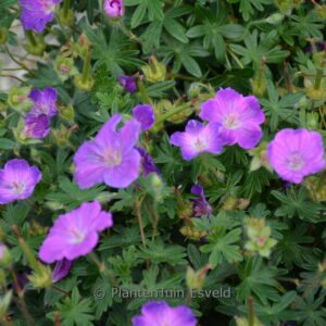 Geranium sanguineum 'Frivolius Purple'
