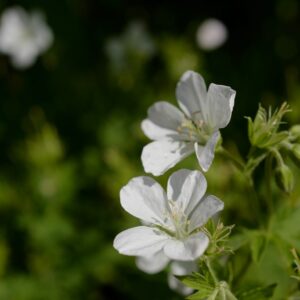Geranium sylvaticum 'Album'
