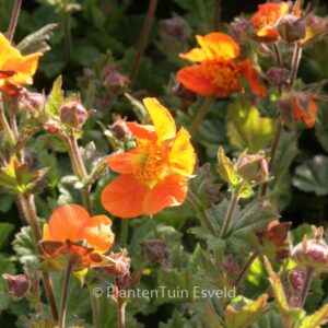 Geum 'Sea Breeze' (COCKTAILS SERIES)