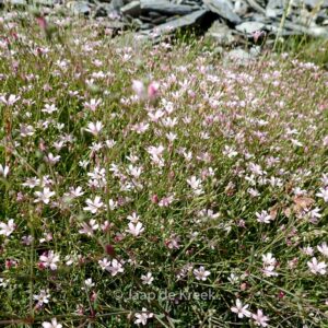 Gypsophila repens