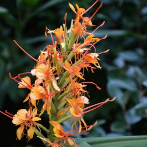 Hedychium 'Tara'