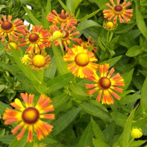 Helenium 'Betty' (UFO)