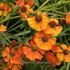 Helenium 'Indianersommer'