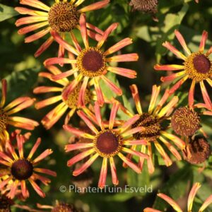 Helenium 'Loysder Wieck'