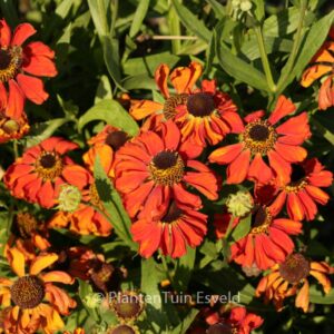 Helenium 'Red Army'