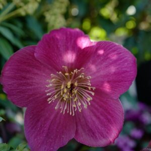 Helleborus 'Sifra'