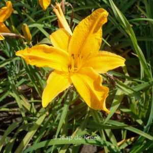 Hemerocallis 'Burning Daylight'